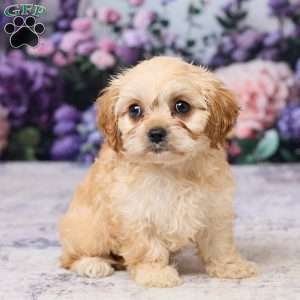Abby, Cavachon Puppy